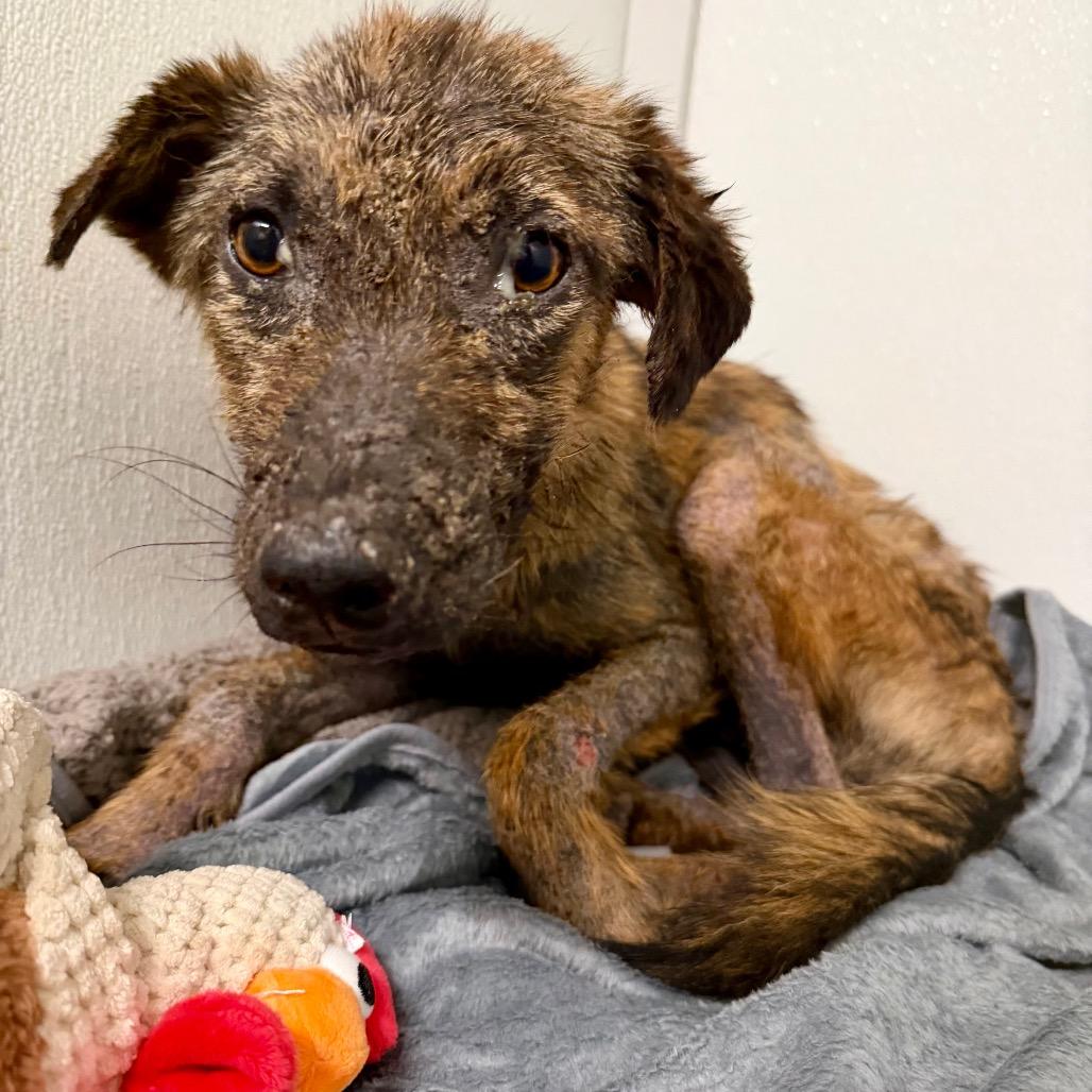 Enlarge Chance, a Adoptable Mixed Breed in Opelika, AL image 1/4