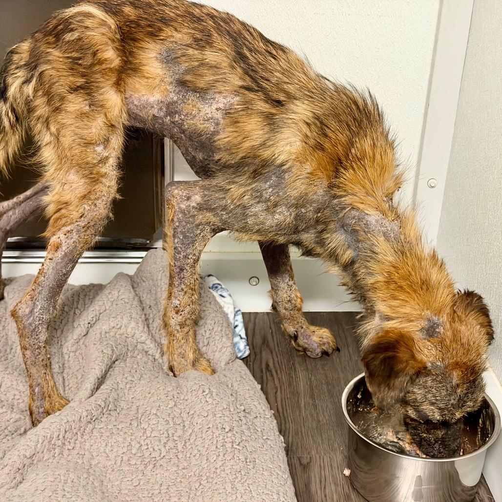 Enlarge Chance, a Adoptable Mixed Breed in Opelika, AL image 2/4