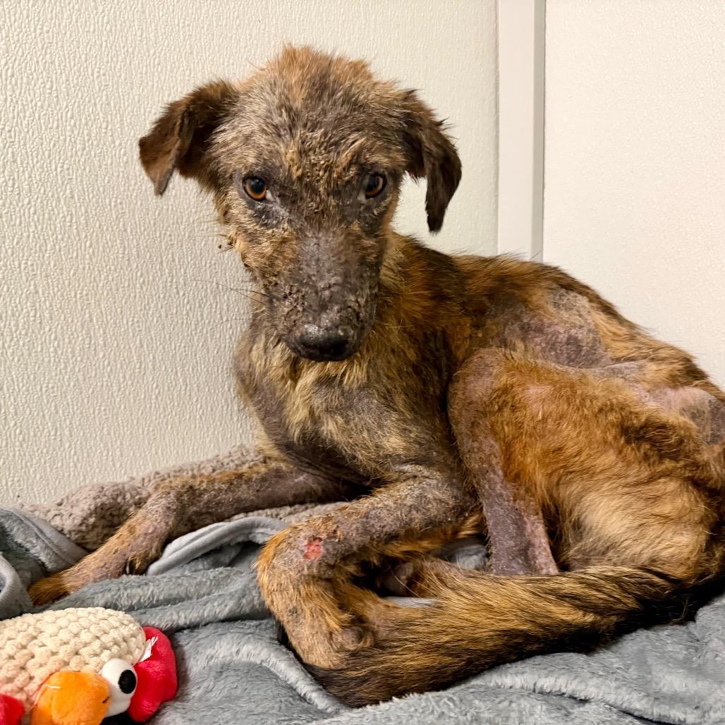 Enlarge Chance, a Adoptable Mixed Breed in Opelika, AL image 3/4