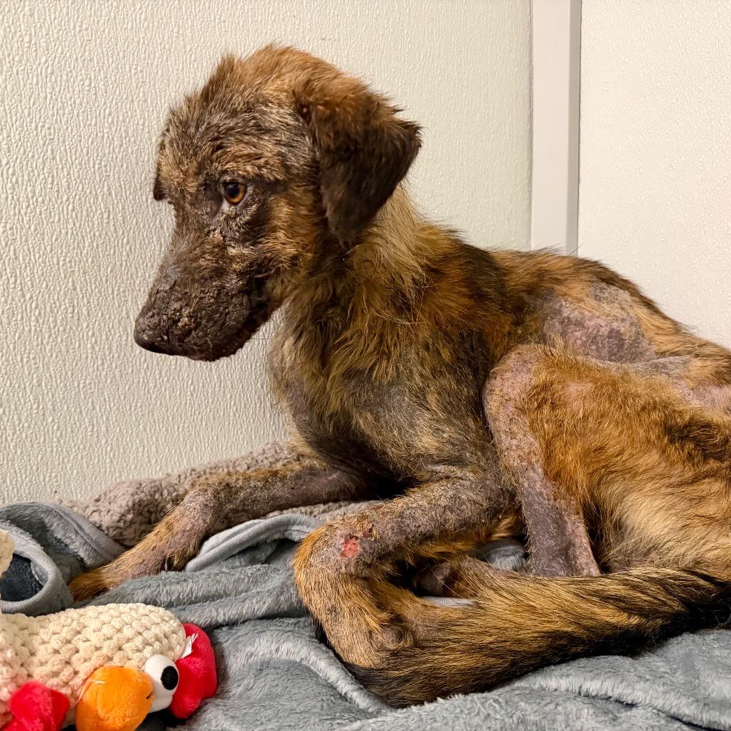 Enlarge Chance, a Adoptable Mixed Breed in Opelika, AL image 4/4