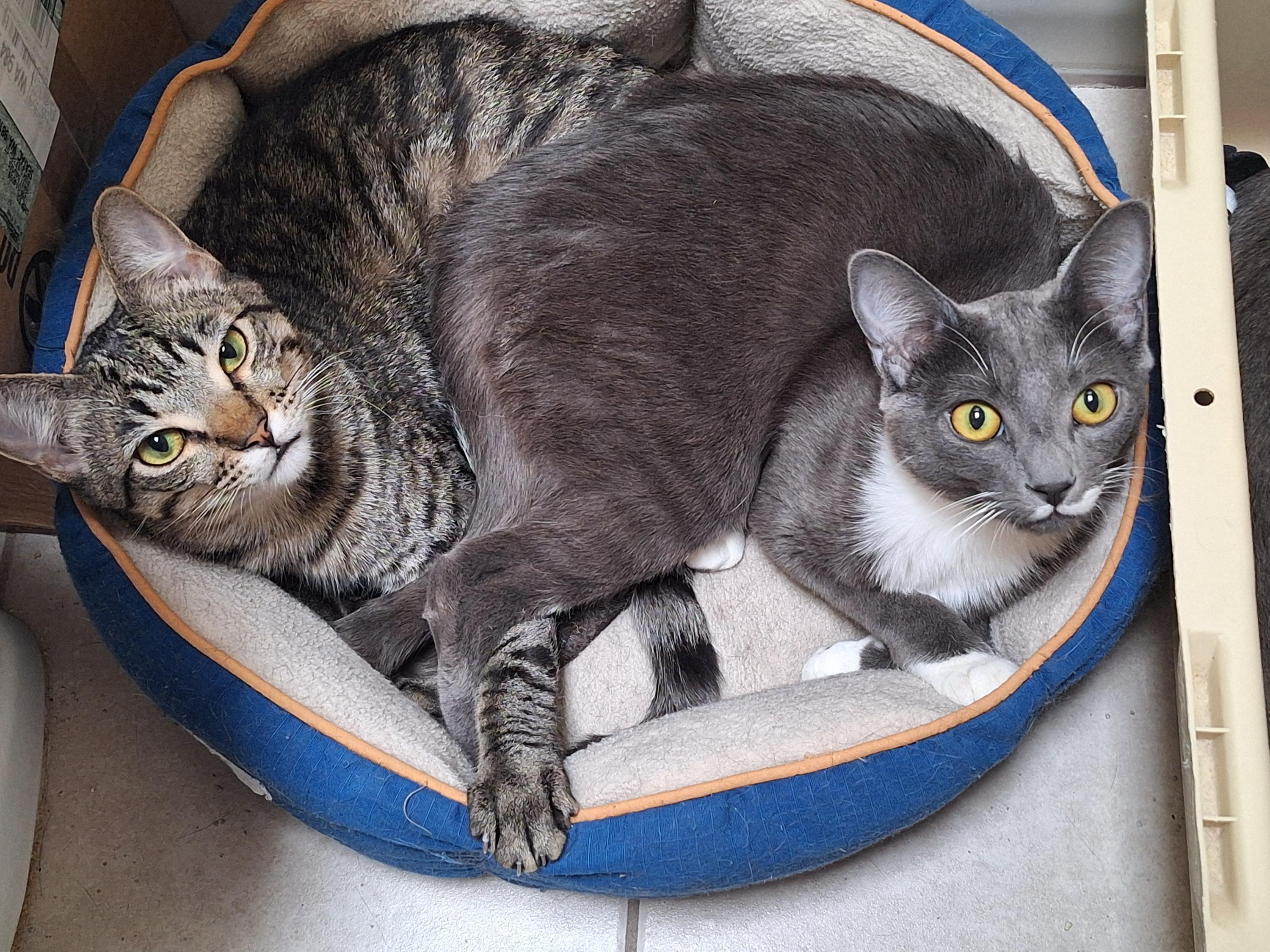 Enlarge Chipmunk and Haze, a ADOPTABLE Domestic Short Hair in Seattle, WA image 4/4