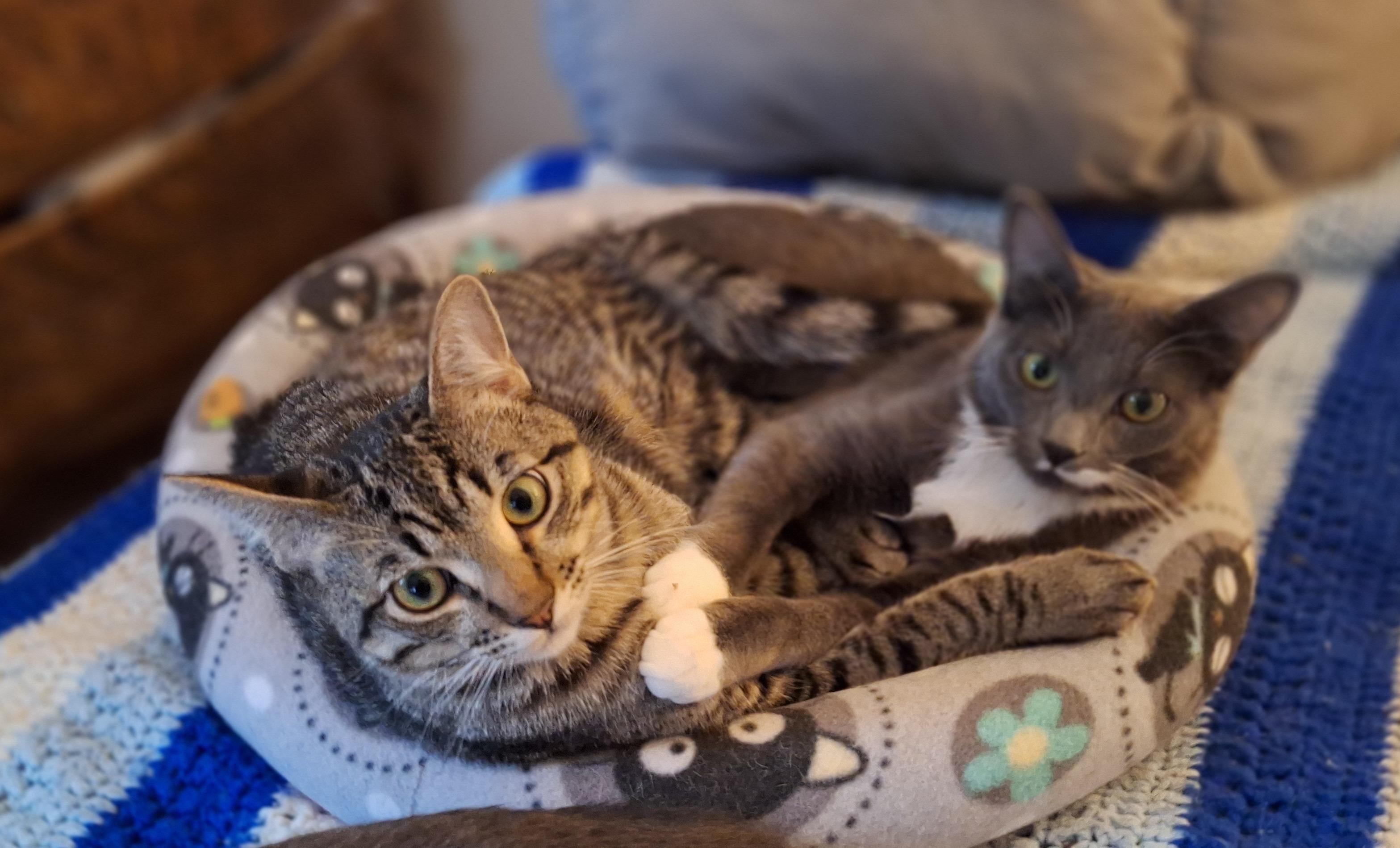 Enlarge Chipmunk and Haze, a ADOPTABLE Domestic Short Hair in Seattle, WA image 2/4