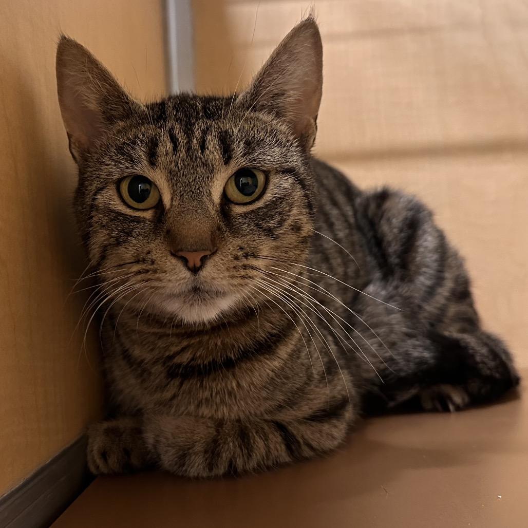Lynn, Adoptable, Young Female Domestic Short Hair.