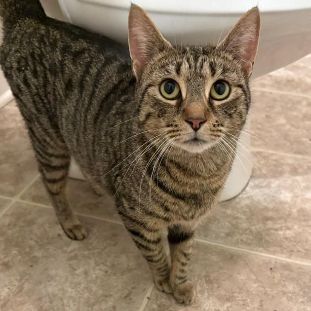 Enlarge Lynn, a Adoptable Domestic Short Hair in Chesapeake, VA image 2/3