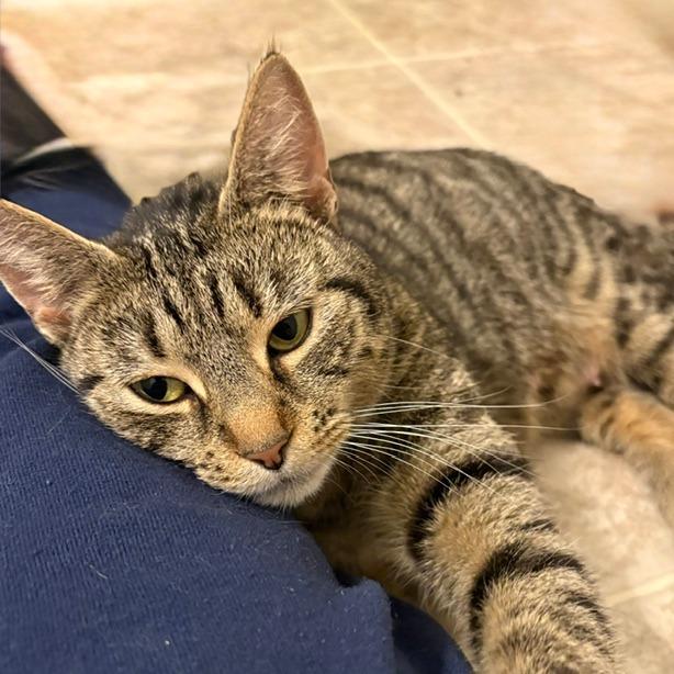 Enlarge Lynn, a Adoptable Domestic Short Hair in Chesapeake, VA image 3/3