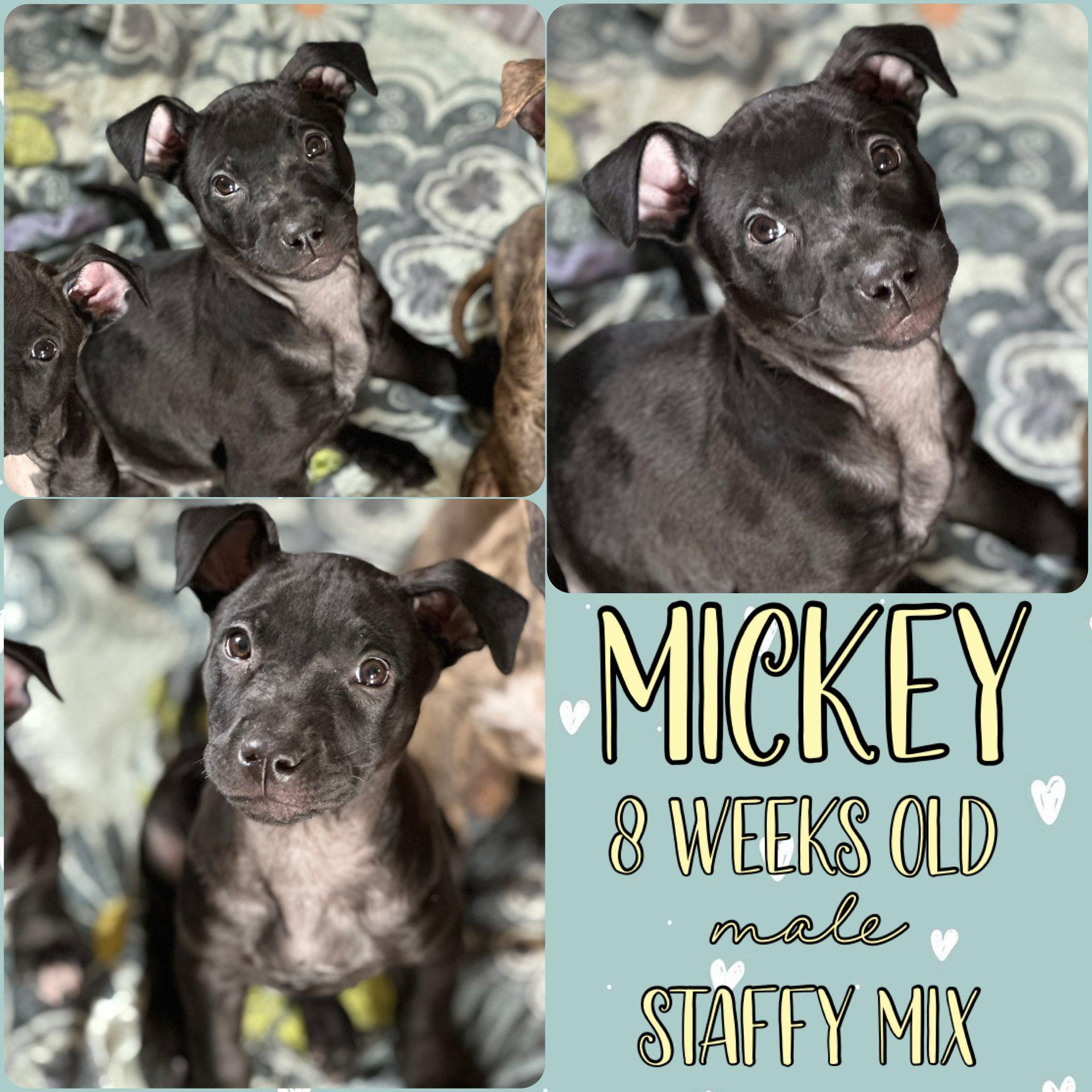 Mickey, Adoptable, Young Male American Staffordshire Terrier.