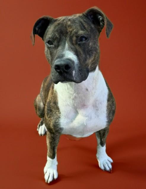 PEPPER, Adoptable, Young Female Pit Bull Terrier & Mixed Breed.
