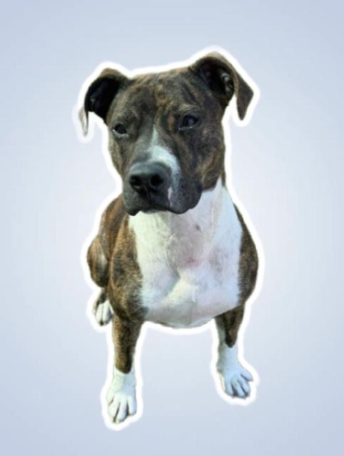 PEPPER, Adoptable, Young Female Pit Bull Terrier & Mixed Breed.