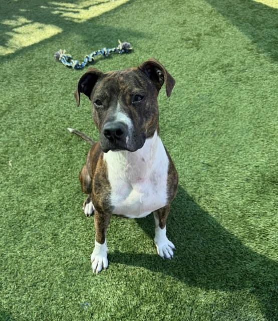 Enlarge PEPPER, a Adoptable mixed breed in Sarasota, FL image 1/1