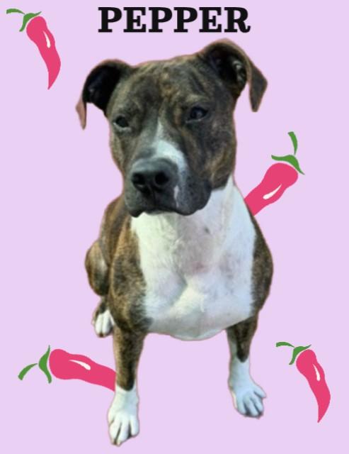 PEPPER, Adoptable, Young Female American Staffordshire Terrier & Mixed Breed.