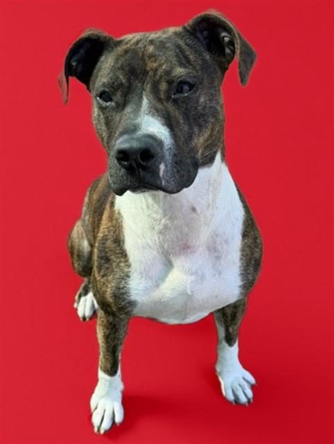 Enlarge PEPPER, a Adoptable Pit Bull Terrier in Sarasota, FL image 1/1