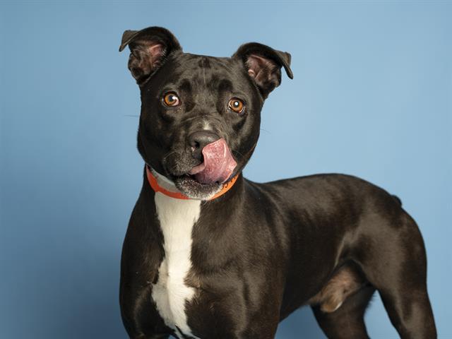 Enlarge HARLEY, a Adoptable Pit Bull Terrier in Phoenix, AZ image 1/1