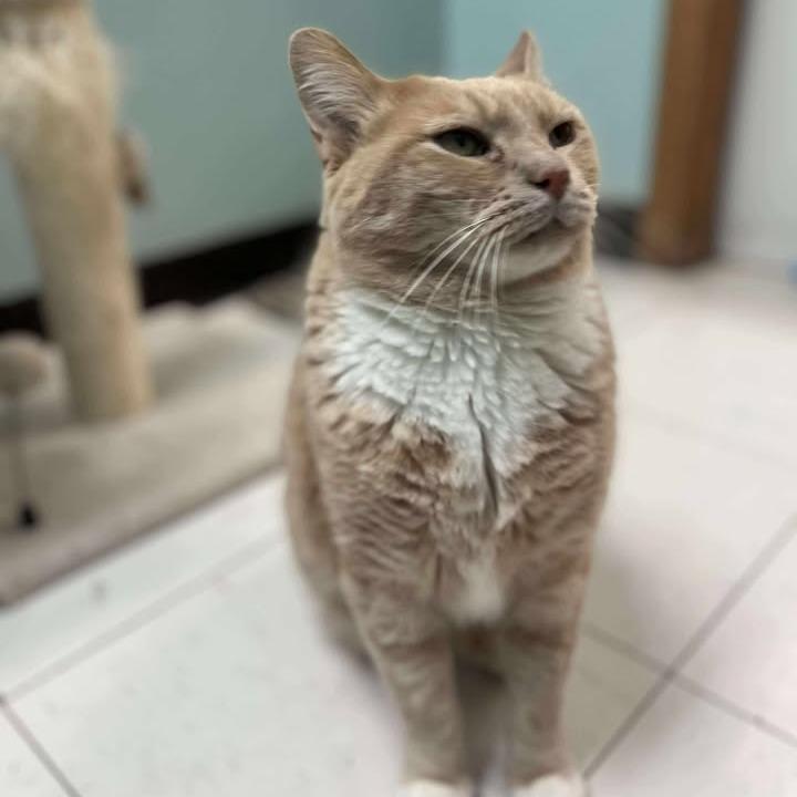 Mr Kitty, Adoptable, Senior Male Domestic Short Hair.