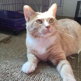 Enlarge Mr Kitty, a Adoptable Domestic Short Hair in Milan, IL image 3/5