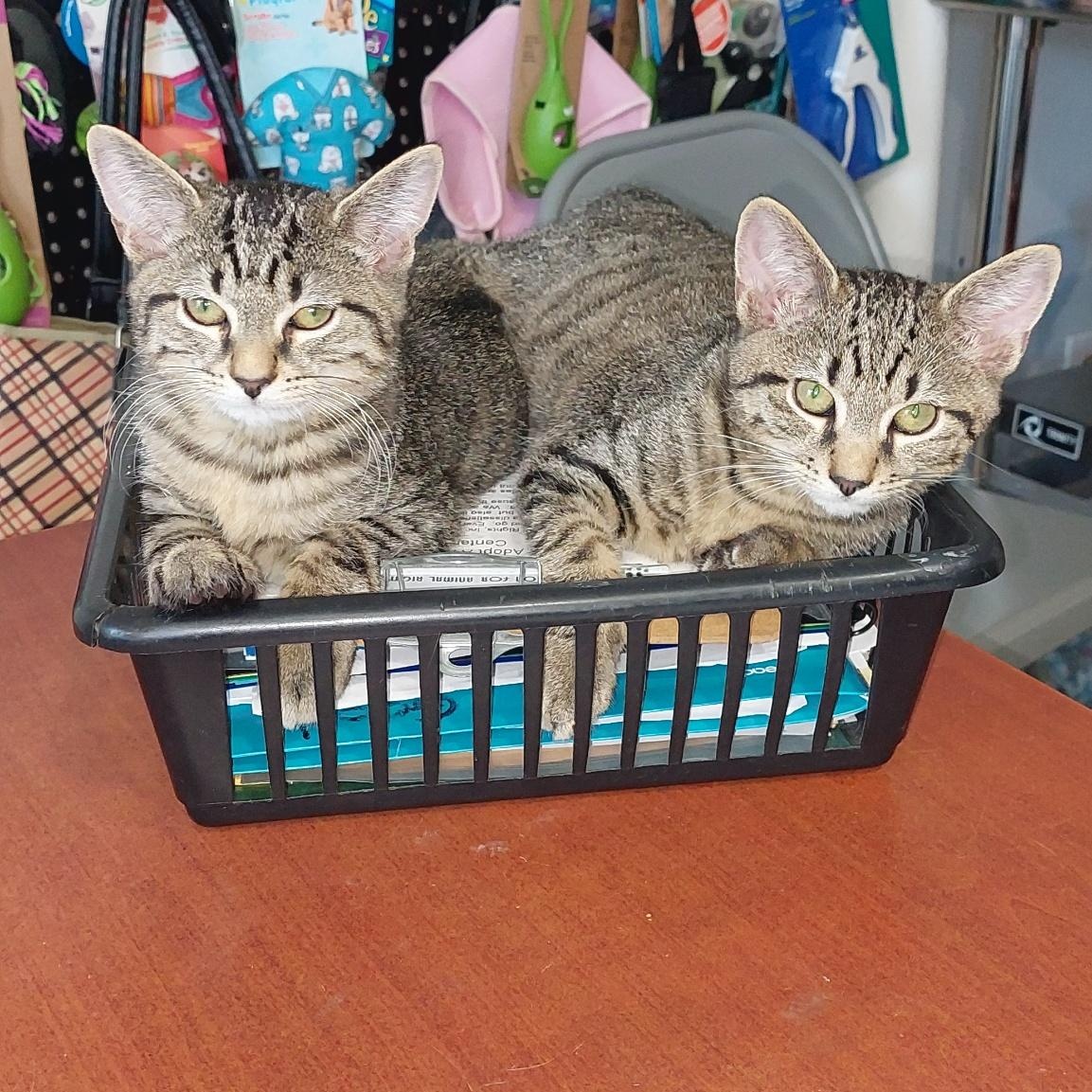 Churu (bonded to Itsy)