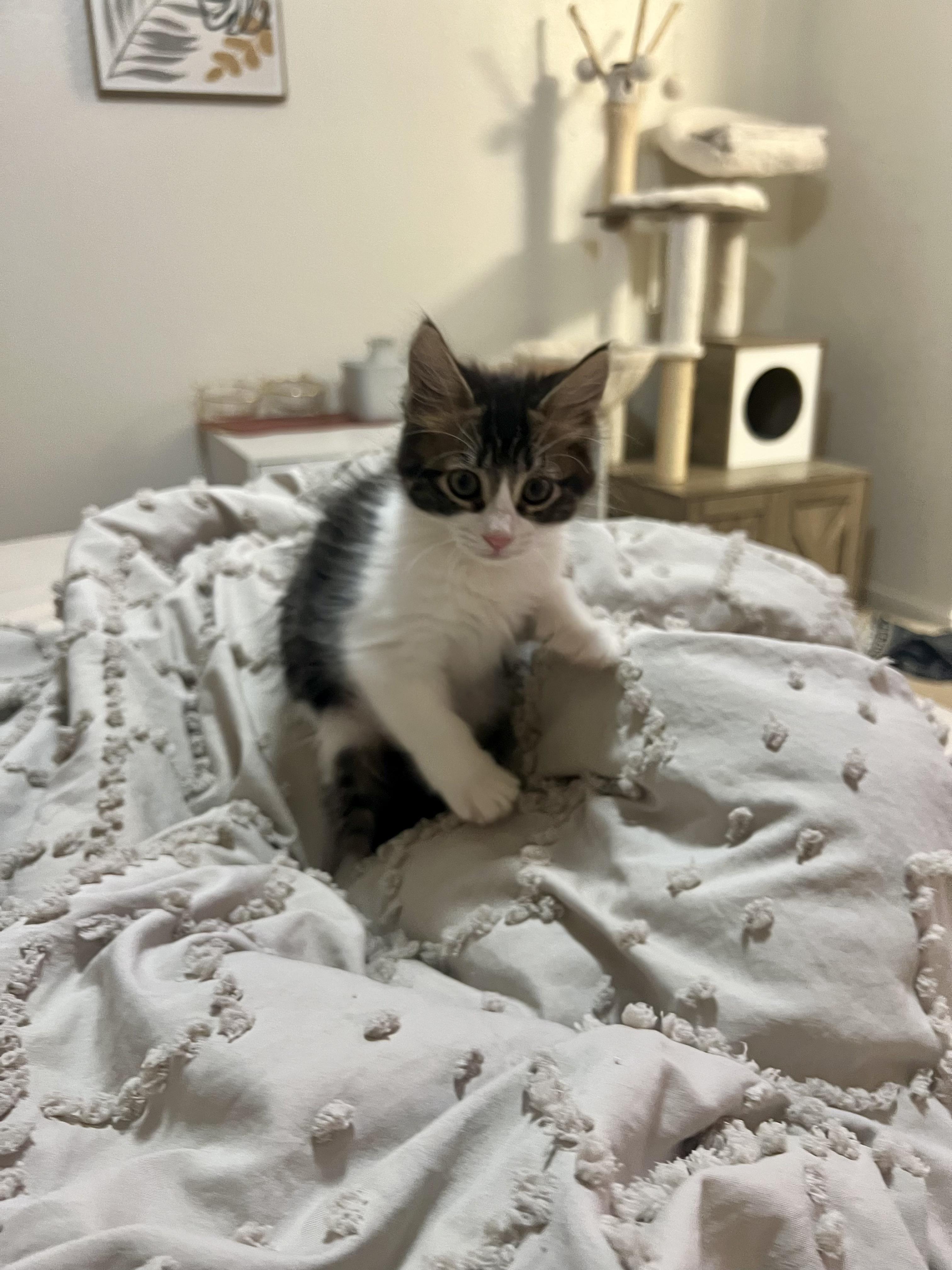 Alice, Baby Female Domestic Medium Hair