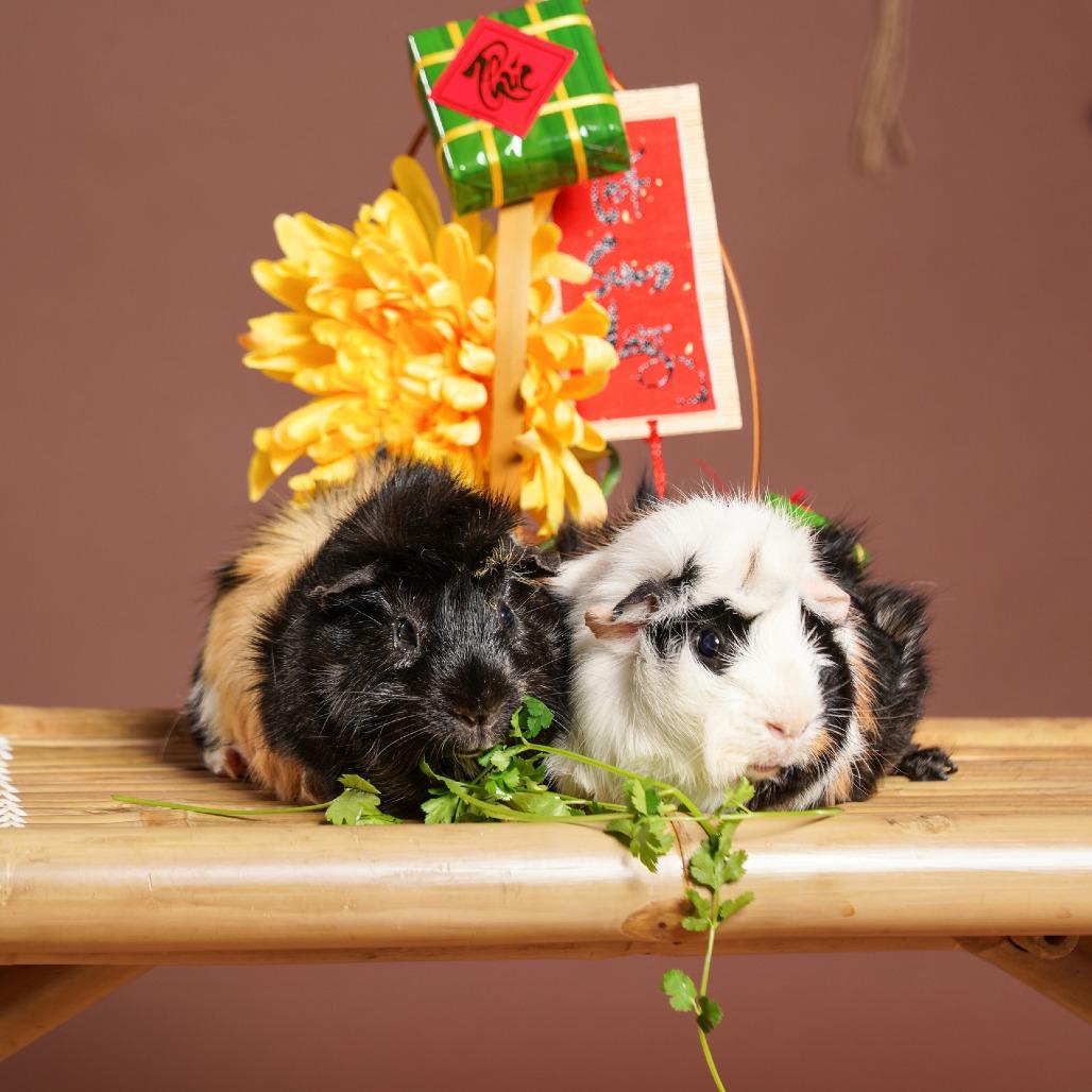 Potato Wedge, Adoptable, Young Male Guinea Pig.