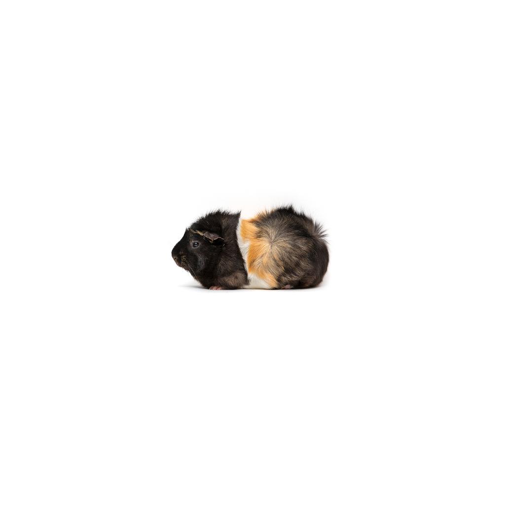 Enlarge Potato Wedge, a Adoptable Guinea Pig in Playa Vista, CA image 2/3