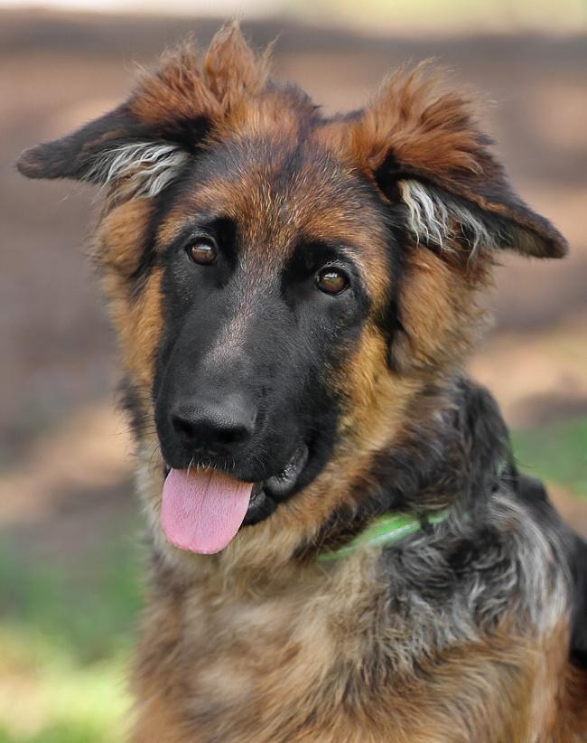 Pepe von Reina is a stunning 5 month old long haired German Shepherd puppy Pepe