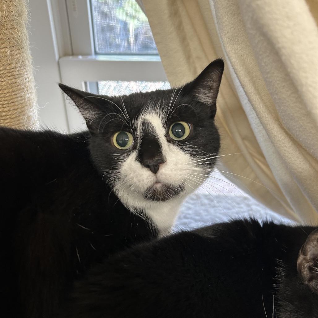 Neo, Adoptable, Adult Male Domestic Short Hair.