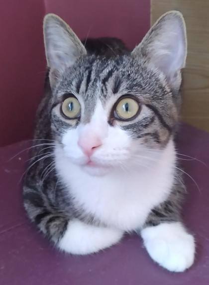 TigTig, Adoptable, Young Male Domestic Short Hair.