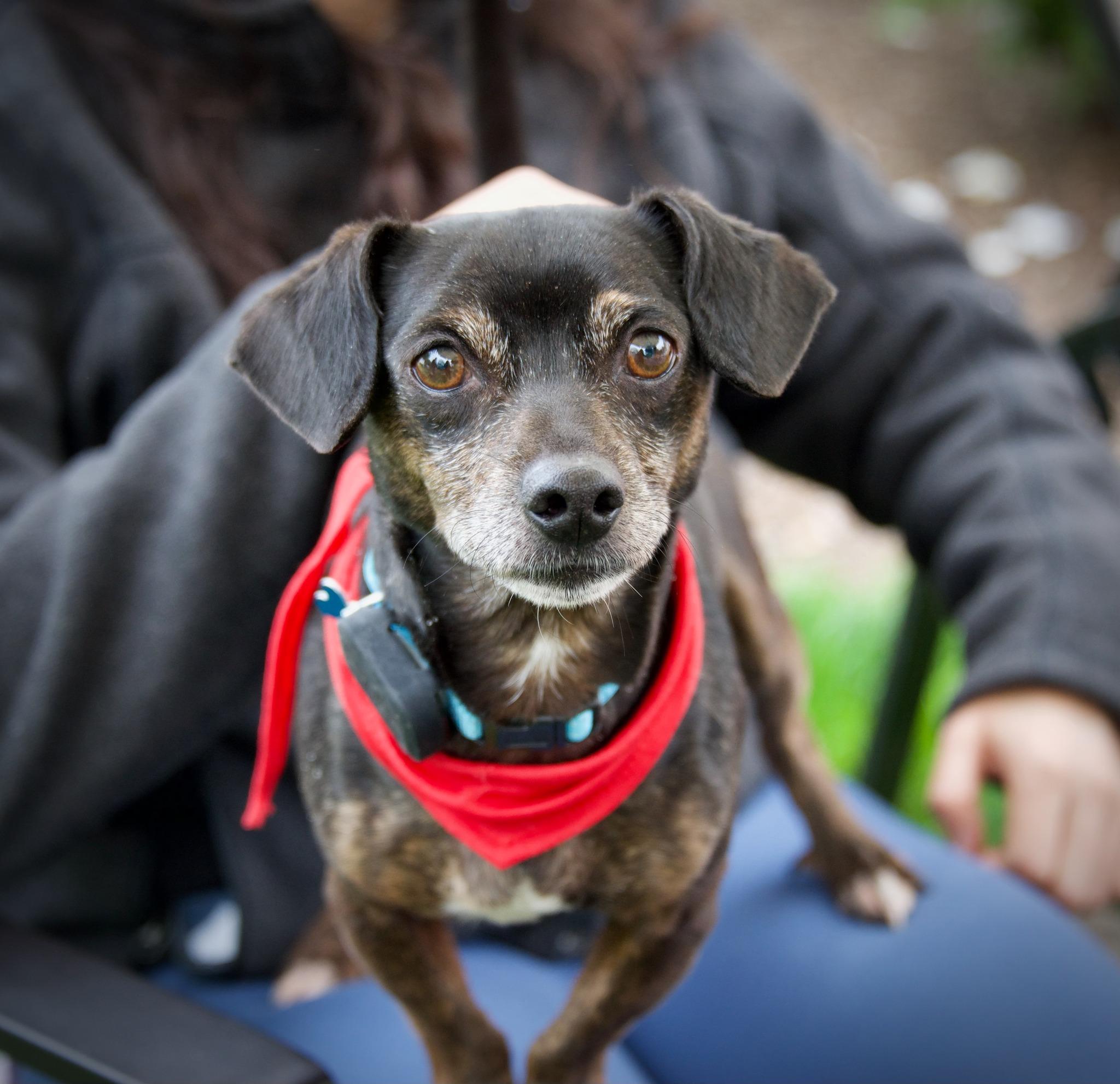 Fudge, an adopted mixed breed in Hopkinton, MA image 2/6