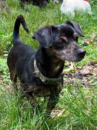 Fudge, an adopted mixed breed in Hopkinton, MA image 4/6
