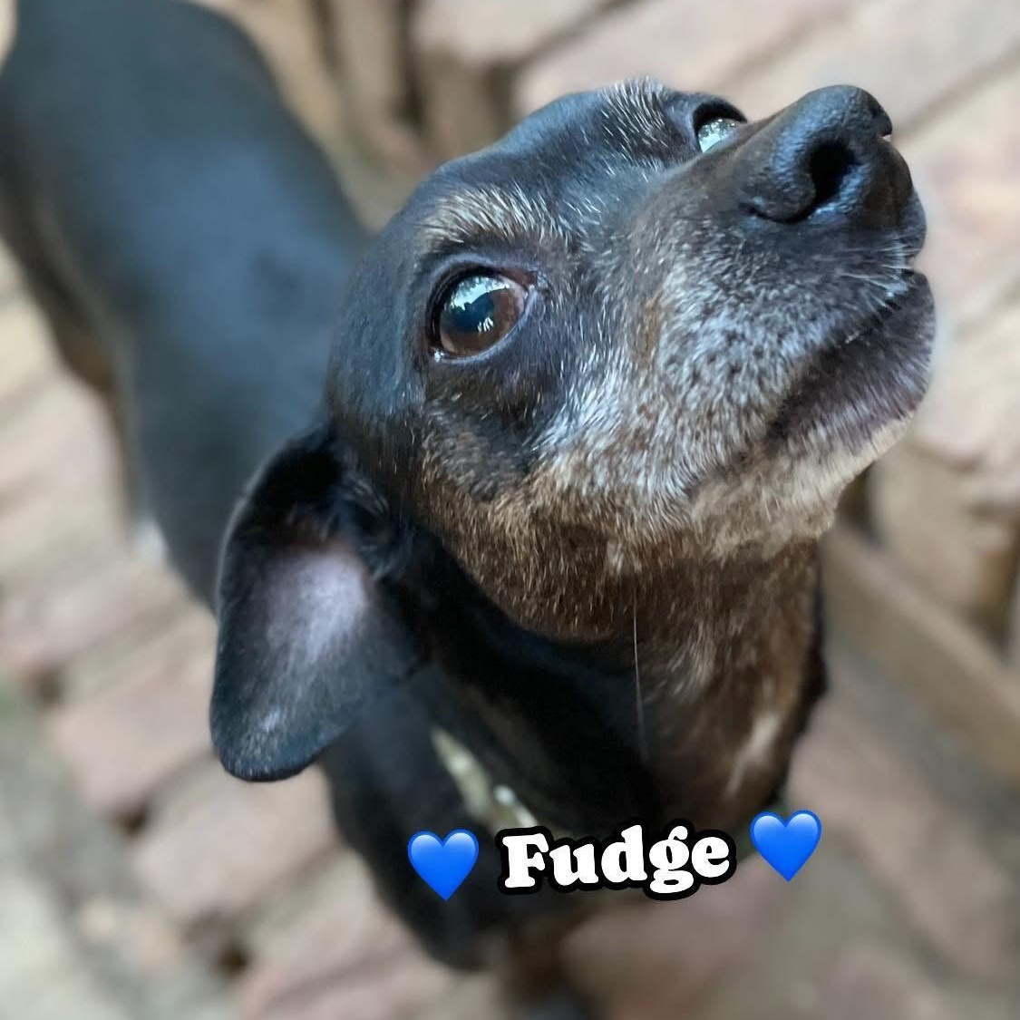 Fudge, an adopted mixed breed in Hopkinton, MA image 5/6