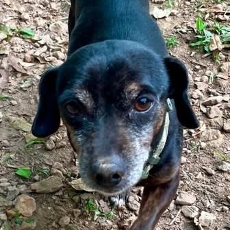 Fudge, an adopted mixed breed in Hopkinton, MA image 6/6