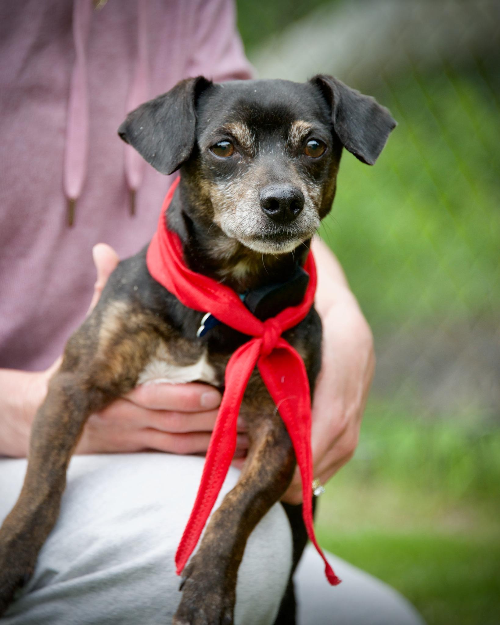 Fudge, adopted, Adult Male Dachshund & Chihuahua.
