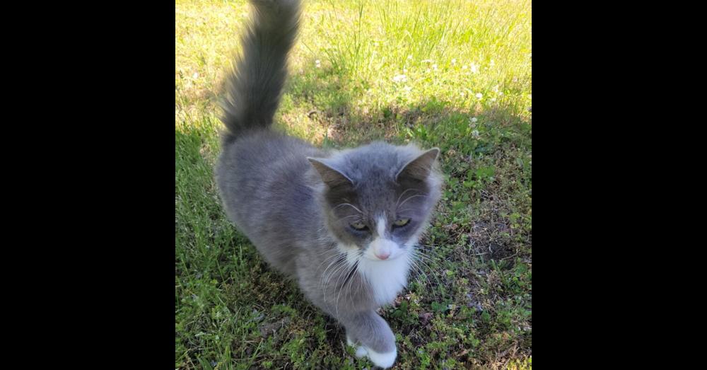 Enlarge Chris Angel, a Adoptable Domestic Long Hair in Salisbury, NC image 1/1
