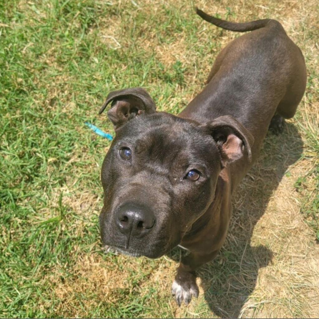 Enlarge Harley, a Adoptable Mixed Breed in Danville, KY image 1/2