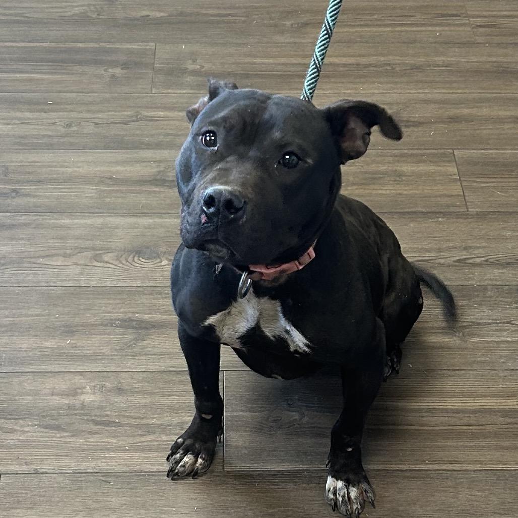 Enlarge Harley, a Adoptable Mixed Breed in Danville, KY image 2/2