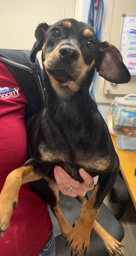 Rainey, Adoptable, Adult Female Miniature Pinscher & Mixed Breed.