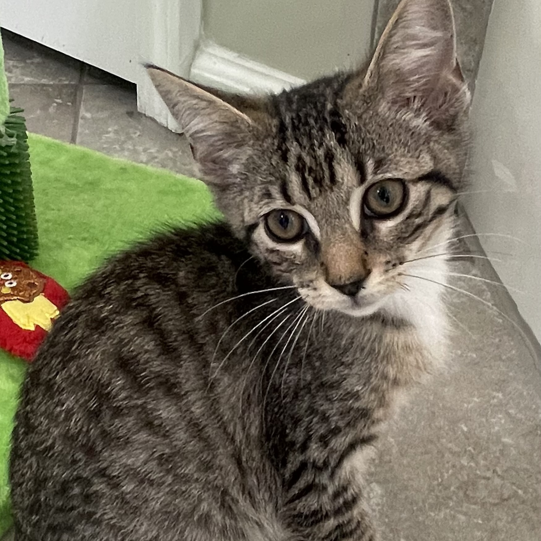 Tigger, Adoptable, Kitten Male American Shorthair.