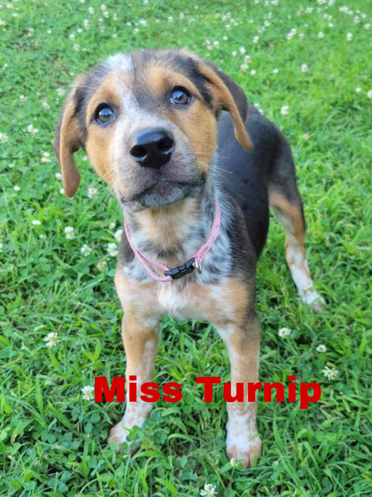 Dog for adoption Miss Turnip ( Saturday Pet Supplies Plus 13 5348