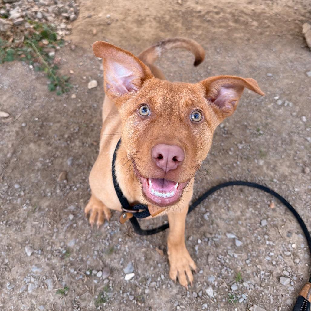 Scoot, Adoptable, Puppy Male Labrador Retriever & Terrier.