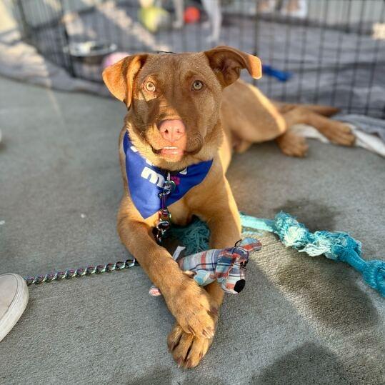 Enlarge Scoot, a Adoptable mixed breed in Carencro, LA image 1/6