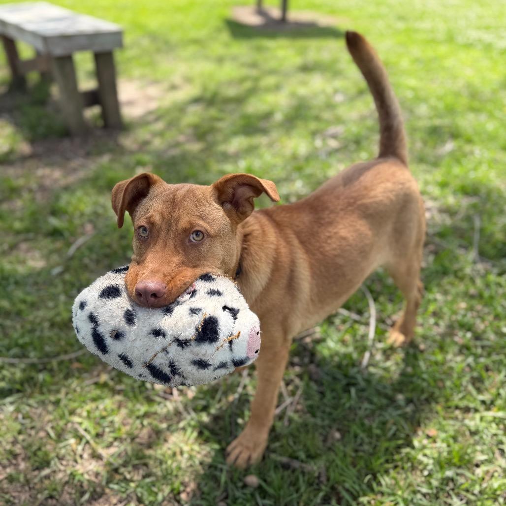 Enlarge Scoot, a Adoptable mixed breed in Carencro, LA image 2/6
