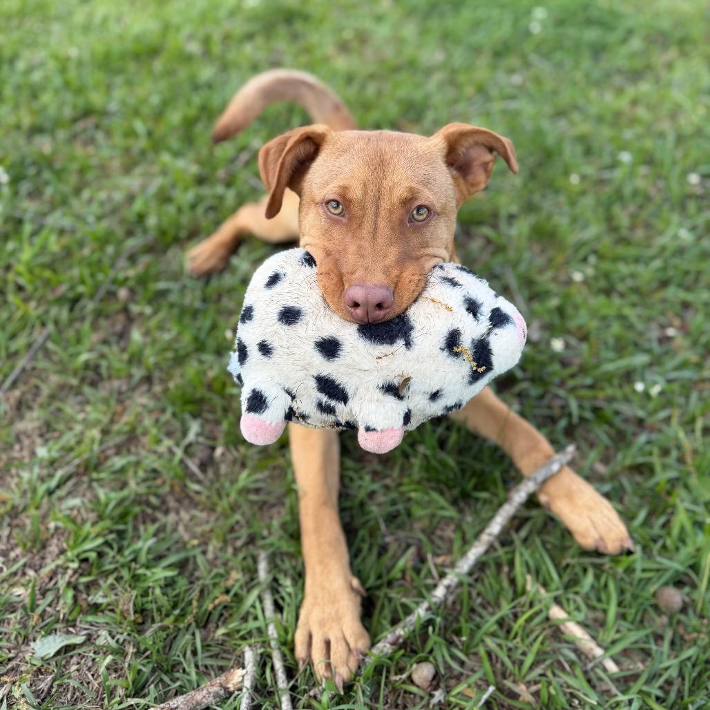Enlarge Scoot, a Adoptable mixed breed in Carencro, LA image 3/6