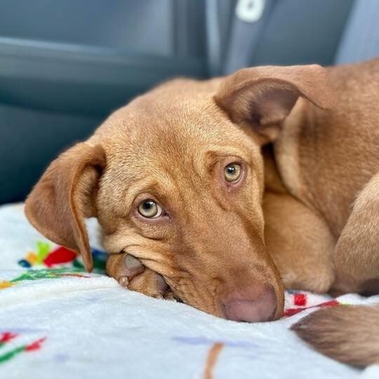Enlarge Scoot, a Adoptable mixed breed in Carencro, LA image 4/6
