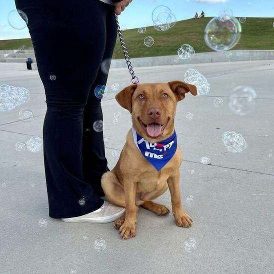 Enlarge Scoot, a Adoptable mixed breed in Carencro, LA image 5/6
