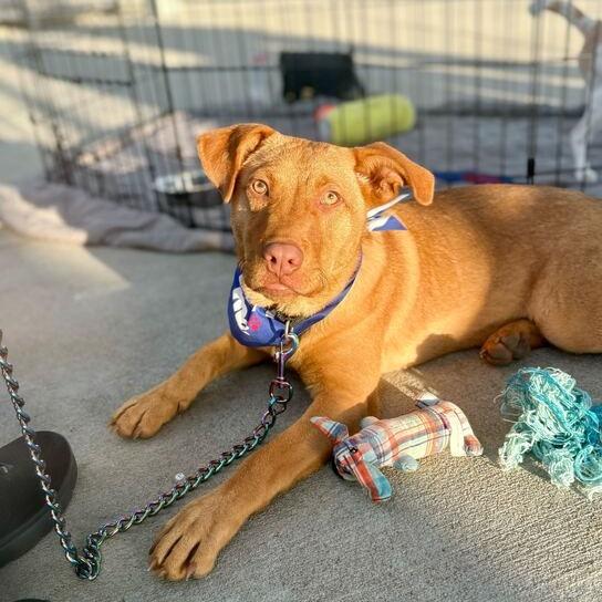 Enlarge Scoot, a Adoptable mixed breed in Carencro, LA image 6/6