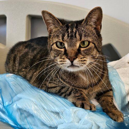 Kammi 3870C, Adoptable, Adult Female Domestic Short Hair.