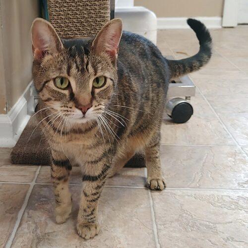 Enlarge Kammi 3870C, a Adoptable Domestic Short Hair in Frankfort, KY image 3/5