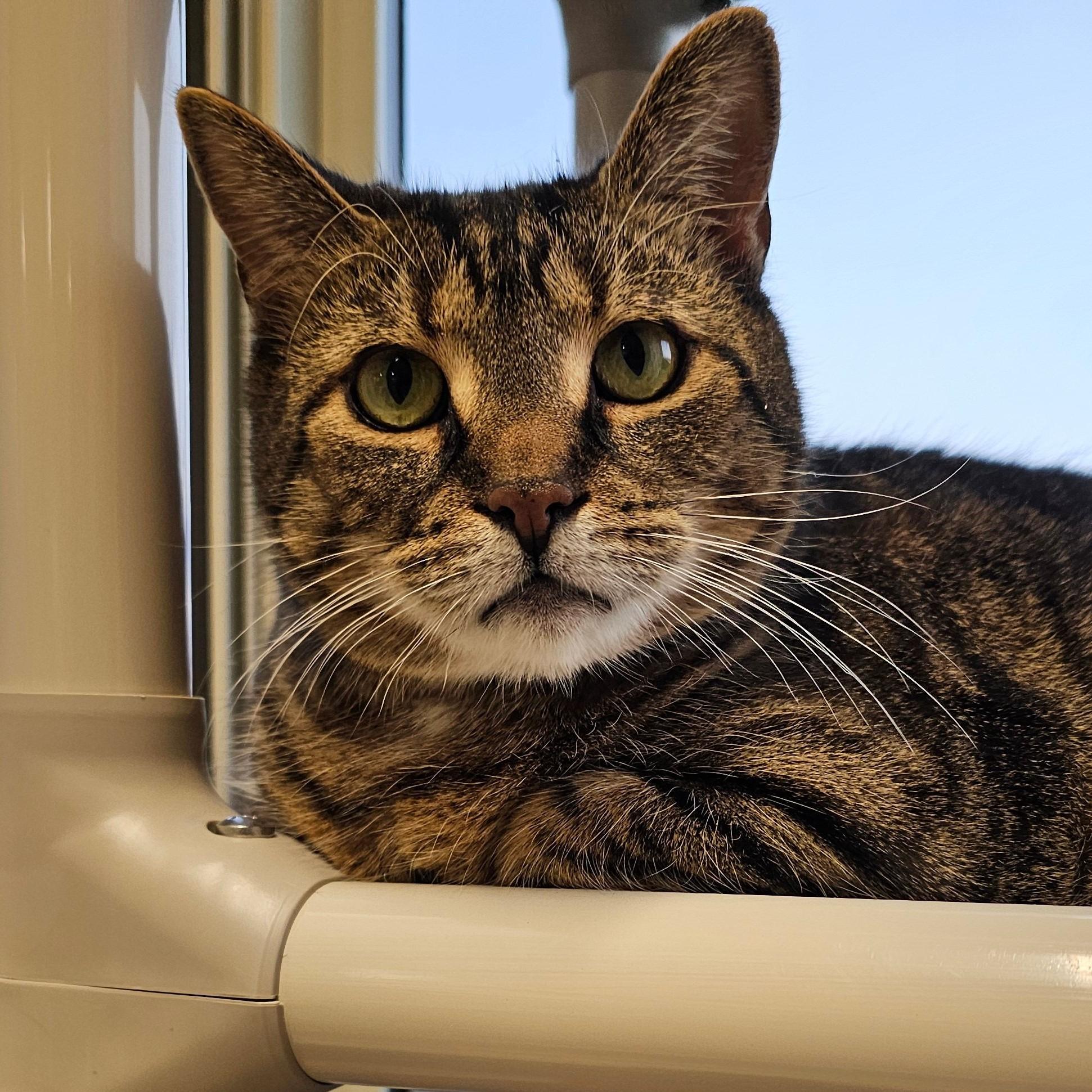 Kammi 3870C, a Adoptable Domestic Short Hair in Frankfort, KY image 4/6