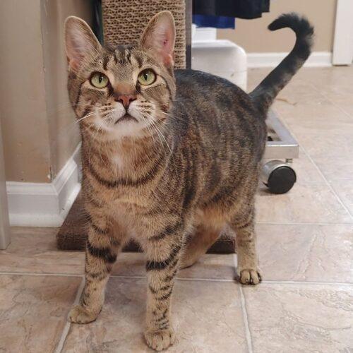 Enlarge Kammi 3870C, a Adoptable Domestic Short Hair in Frankfort, KY image 4/5