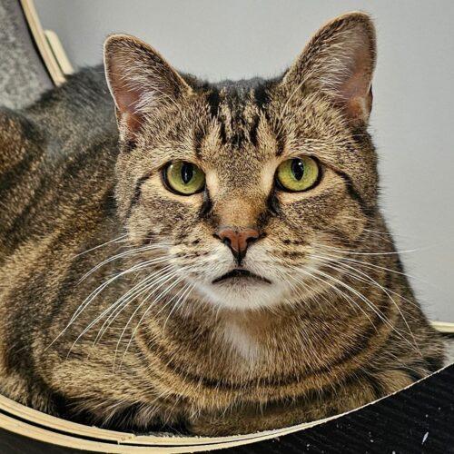 Enlarge Kammi 3870C, a Adoptable Domestic Short Hair in Frankfort, KY image 5/5