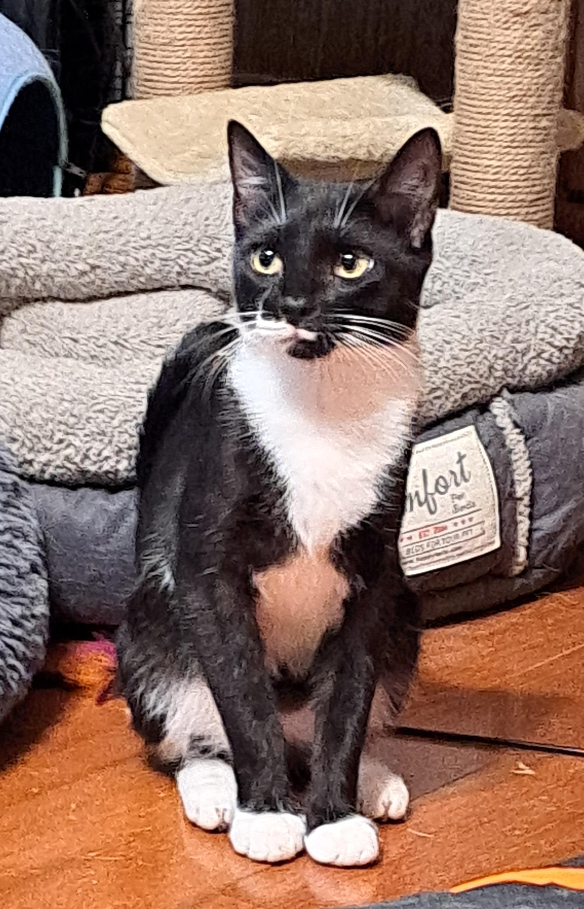 Enlarge Jack, a Adoptable Tuxedo in Granite Falls, NC image 1/6