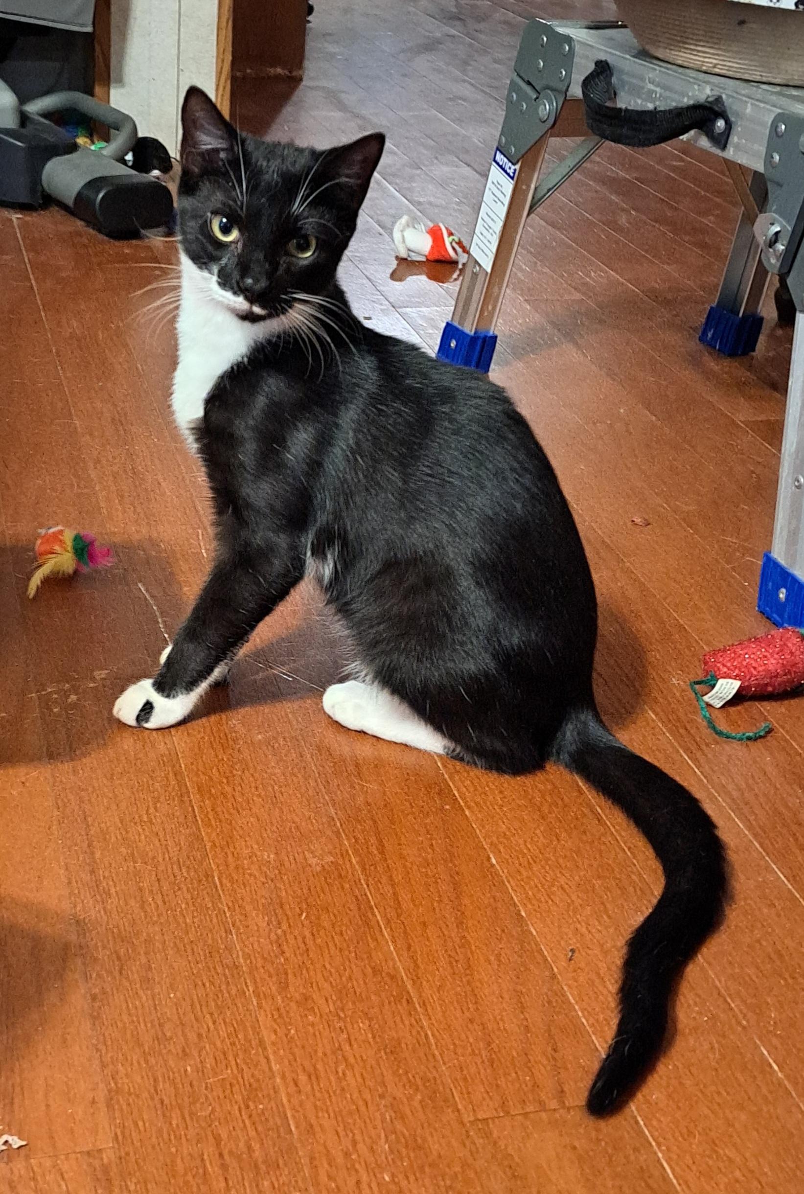 Enlarge Jack, a Adoptable Tuxedo in Granite Falls, NC image 2/6